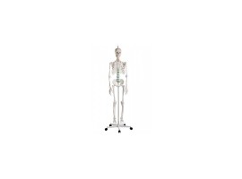 Ανθρώπινος Σκελετός Ανατομίας - Διδακτικό Πρόπλασμα
